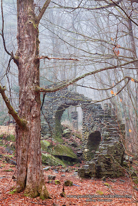 Madame Sherri Forest